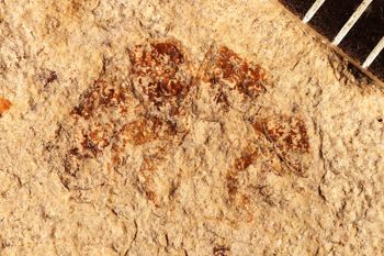 Media type: image;   Entomology PALE-3488
